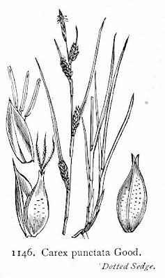 Dotted Sedge Dotted Sedge