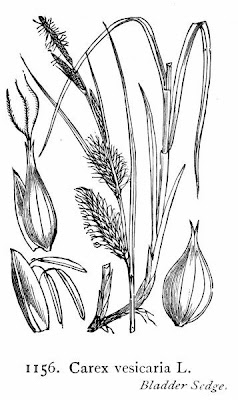 Laurent's sedge Laurent's sedge