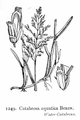 Water whorlgrass