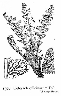Ceterach officinarum DC.