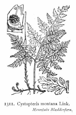 Cystopteris montana,
Felcetta montana,
Mountain Bladder Fern,
mountain bladderfern