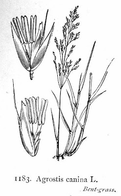 Velvet bentgrass