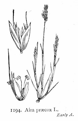 Early hair grass