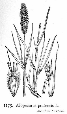 Golden foxtail grass