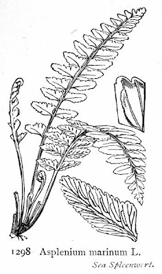 Asplenium marinum L.