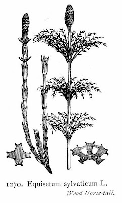 Equisetum sylvaticum L.