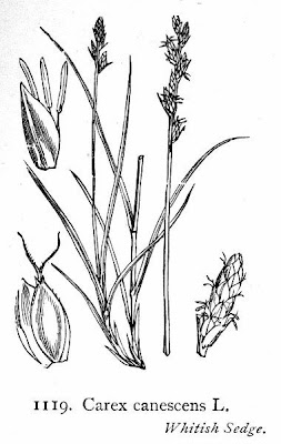 Hoary Sedge Hoary Sedge