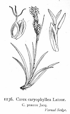 Carex caryophyllea La Tourr.