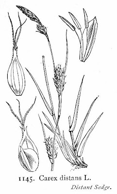 Carex distans L.