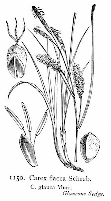 Carex flacca Schreber