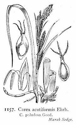 Carex acutiformis Ehrh.