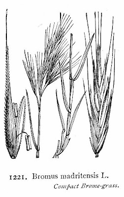 Brome de Madrid Brome de Madrid
