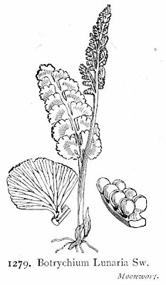 Botrychium lunaria,
Botrichio,
common moonwort,
moonwort,
Moonwort Fern,
moonwort grapefern
