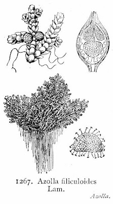 Azolla,
azolla,
Fairy Moss,
mosquito ferns,
mosquitofern,
water ferns Azolla,
azolla,
Fairy Moss,
mosquito ferns,
mosquitofern,
water ferns