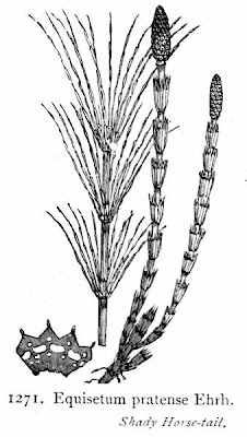 Equisetum pratense Ehrh.