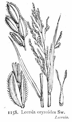Erva-serra Erva-serra