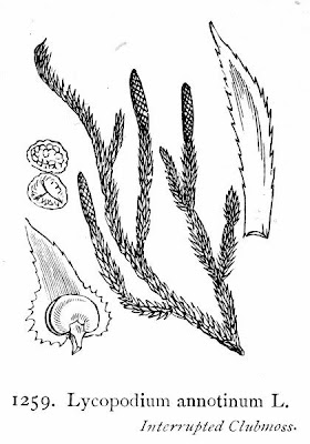 Clubmoss Clubmoss