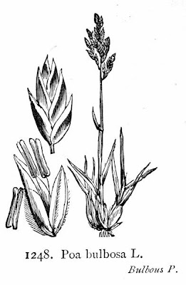 Grama cebollera