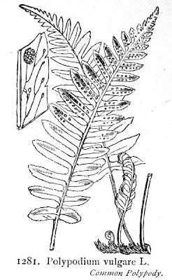 Wall fern Wall fern