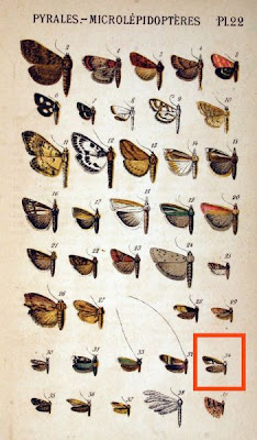Oecophora pruniella