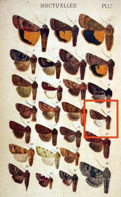 Taeniocampa miniosa