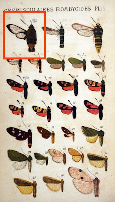 Macroglossa fuciformis