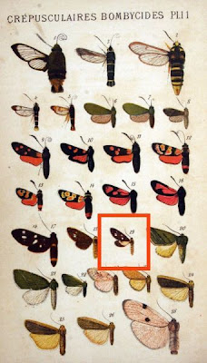 Naclia punctata