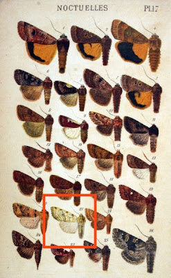 Xanthia fulvago