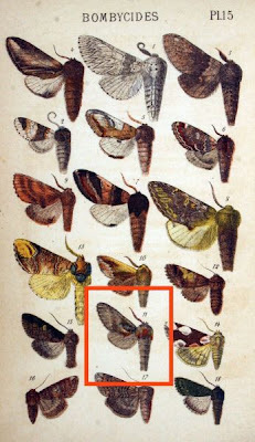 Pterostoma palpina