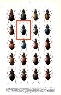 Tachys parvulus