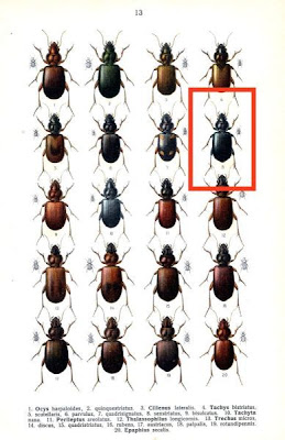 Tachys sexstriatus