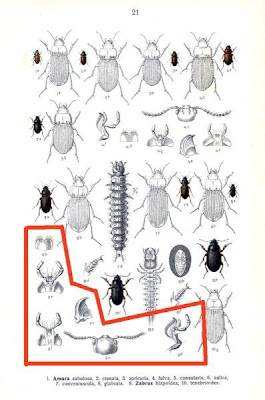 Zabrus blapoides