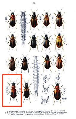 Badister unipustulatus