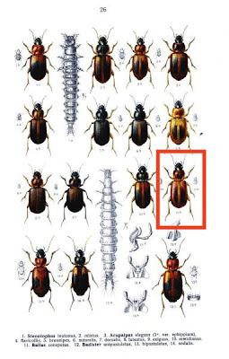 Ballus consputus