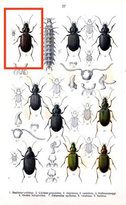 Badister peltatus