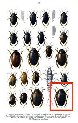 Agabus femoralis