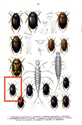 Ilybius obscurus