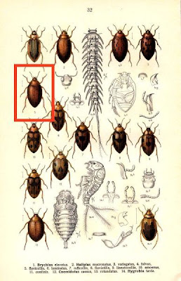 Haliplus flavicollis