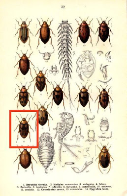 Haliplus confinis