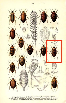Haliplus lineatocollis
