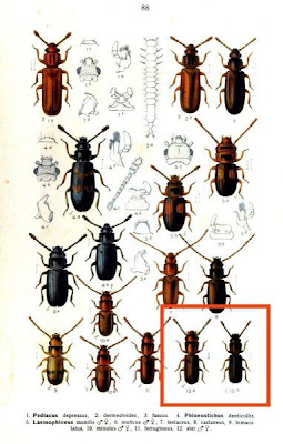 Laemophloeus ater