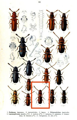 Laemophloeus ferrugineus