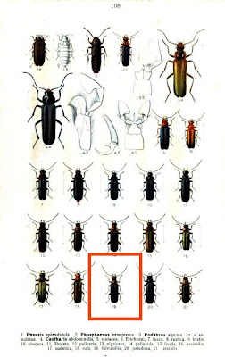 Cantharis fulvicollis