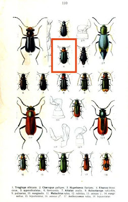 Ebaeus thoracicus