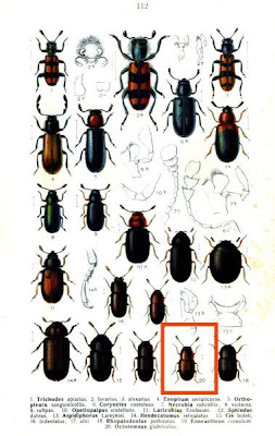Octotemnus glabriculus