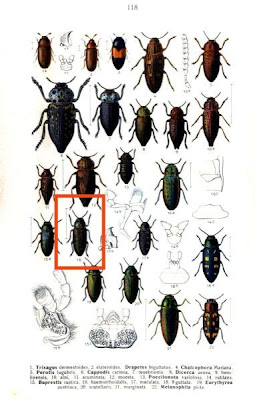 Buprestis haemorrhoidalis