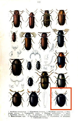 Caenocara bovistae