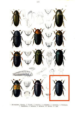 Dermeste noir Dermeste noir