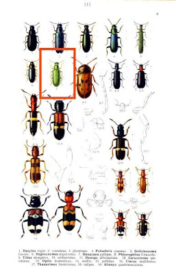 Danacaea pallipes