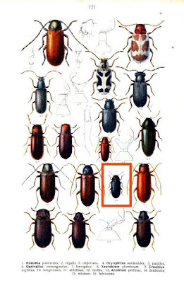 Anobium pertinax